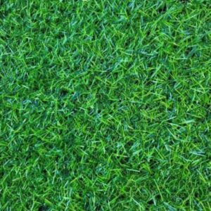 Thảm cỏ tấm nhân tạo 2cm (2m x 25m)
