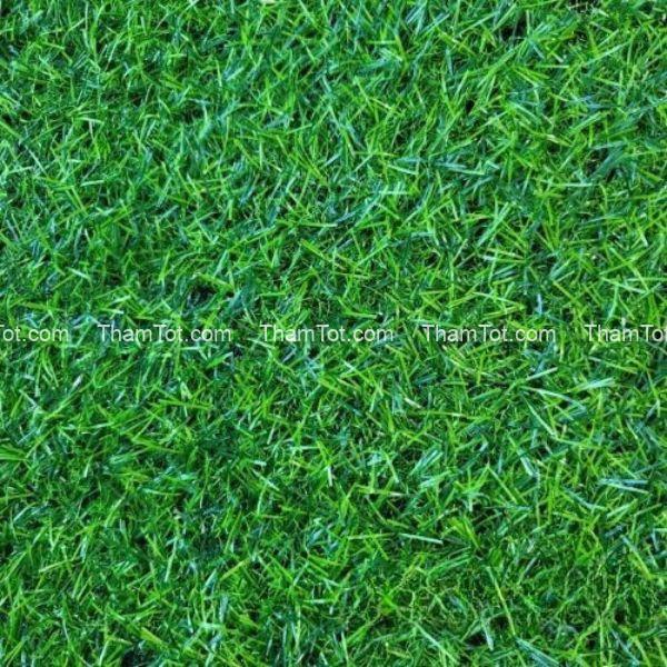 tham-co-tam-nhan-tao-2cm-2m-x-25m (2) Thảm cỏ tấm nhân tạo 2cm (2m x 25m)